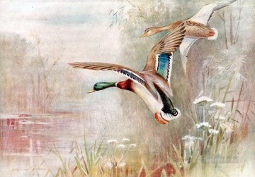  sauvages Peintre - Les oiseaux des canards sauvages